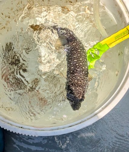 ショウサイフグの釣果