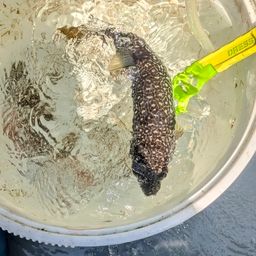 ショウサイフグ