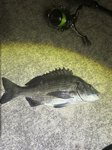クロダイの釣果