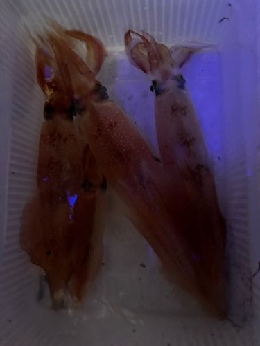 ケンサキイカの釣果