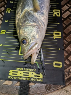 フッコ（マルスズキ）の釣果