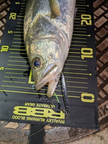 フッコ（マルスズキ）の釣果