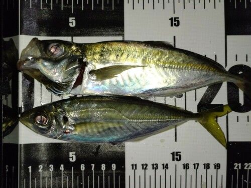 アジの釣果