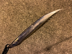 タチウオの釣果