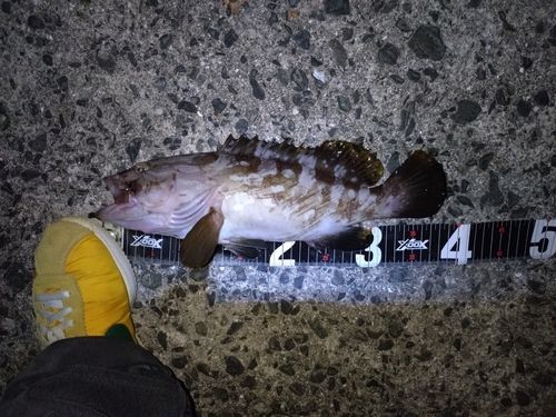クエの釣果
