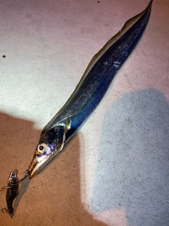 タチウオの釣果