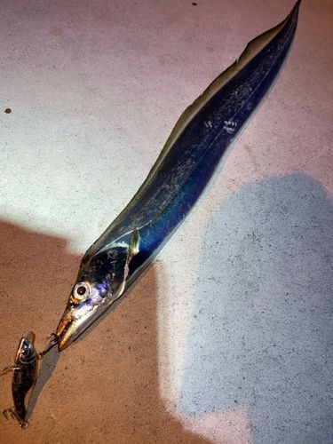 タチウオの釣果