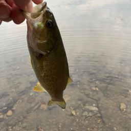 スモールマウスバス