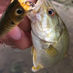 スモールマウスバス