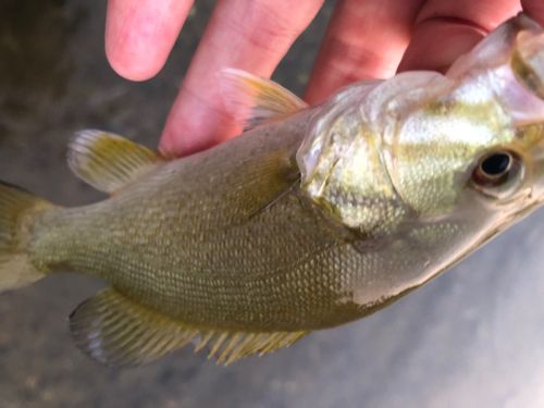 スモールマウスバスの釣果