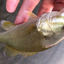 スモールマウスバス