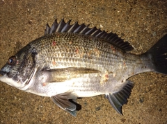 クロダイの釣果