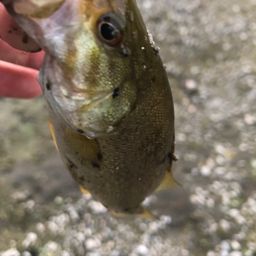 スモールマウスバス