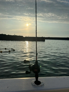ケンサキイカの釣果