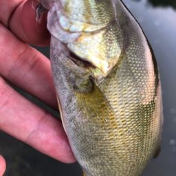 スモールマウスバス