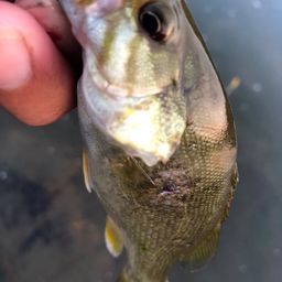 スモールマウスバス