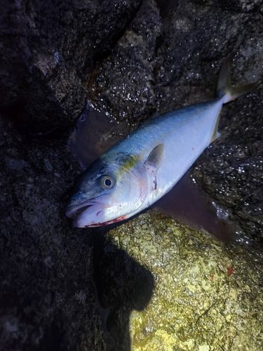 フクラギの釣果