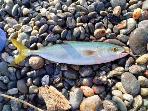 ワカシの釣果