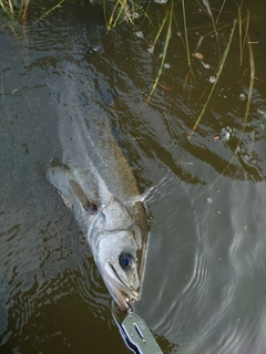 スズキの釣果