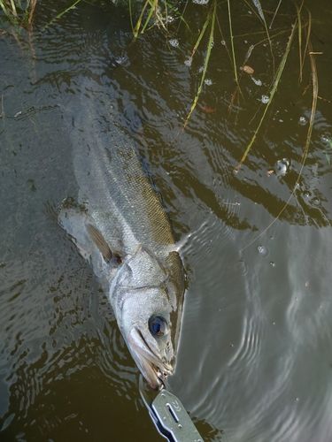 スズキの釣果