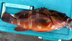 アカハタの釣果