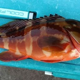 アカハタ