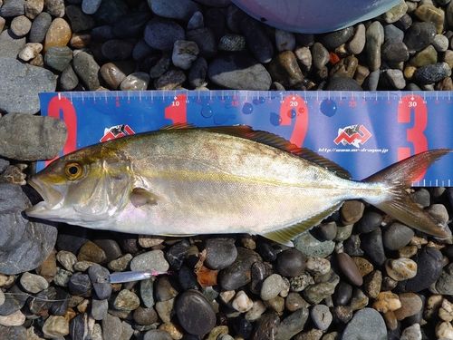 ショゴの釣果