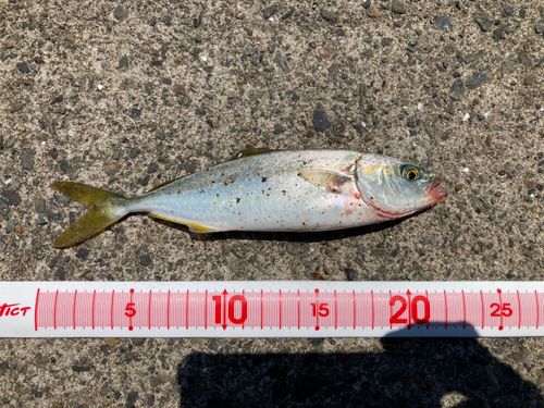 ツバスの釣果