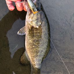 スモールマウスバス