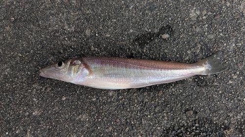 キスの釣果