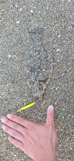 ヒラメの釣果