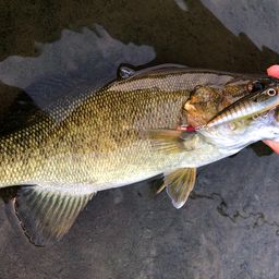 スモールマウスバス