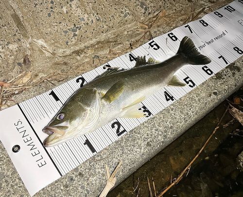 シーバスの釣果