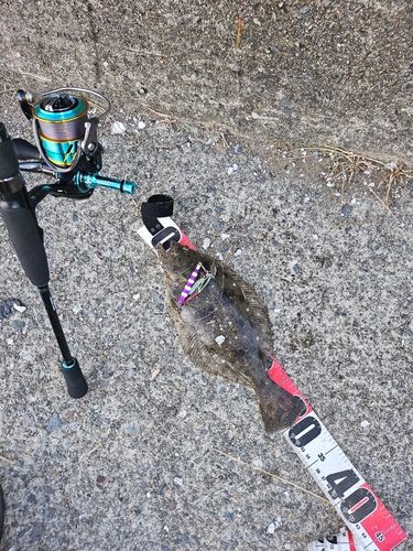 ソゲの釣果