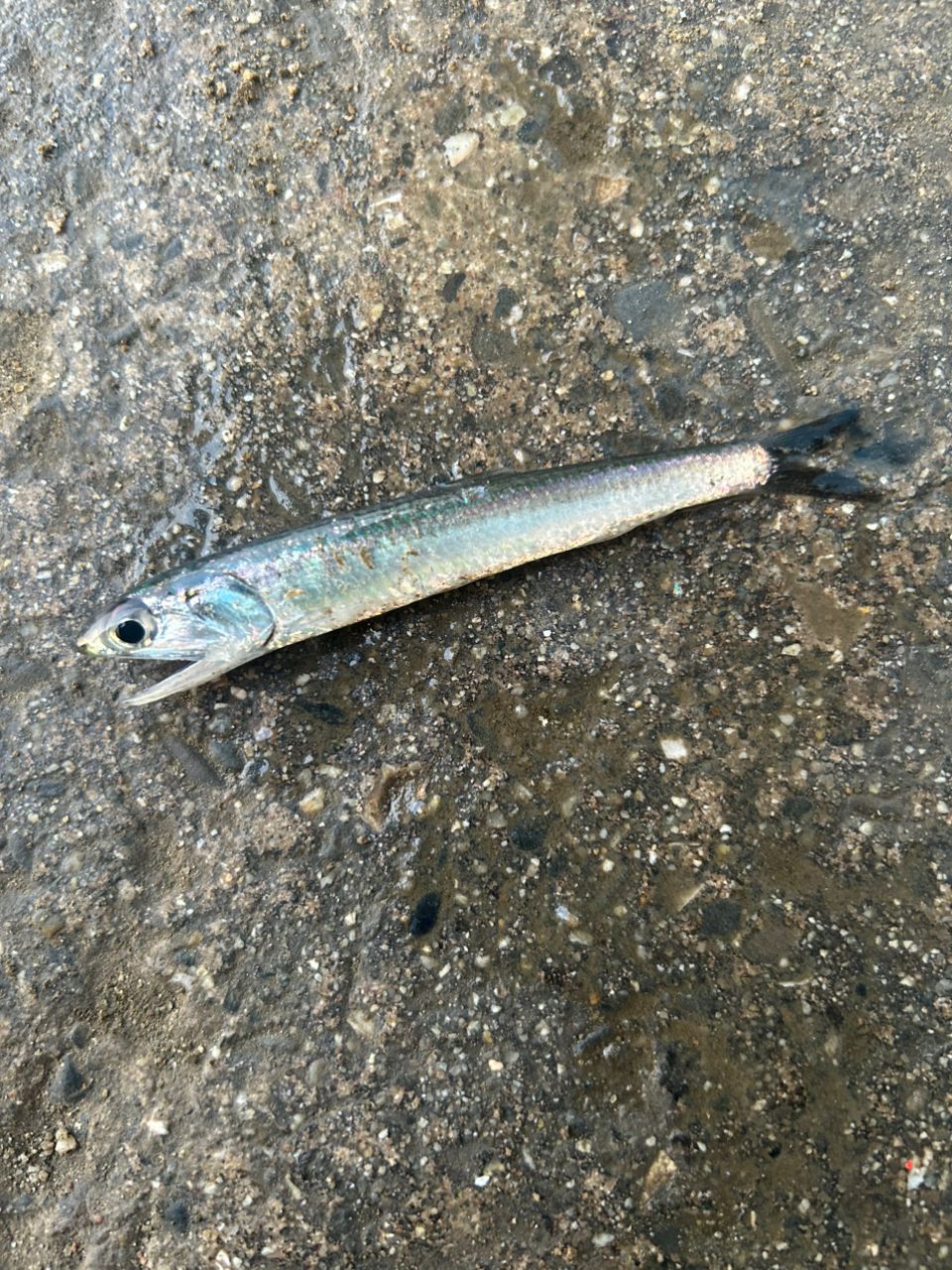 カタクチイワシ