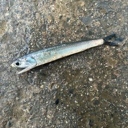 カタクチイワシ