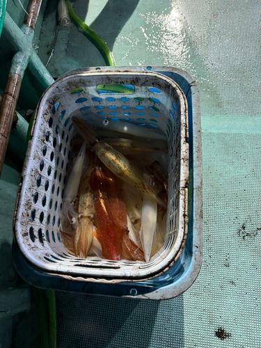 ケンサキイカの釣果