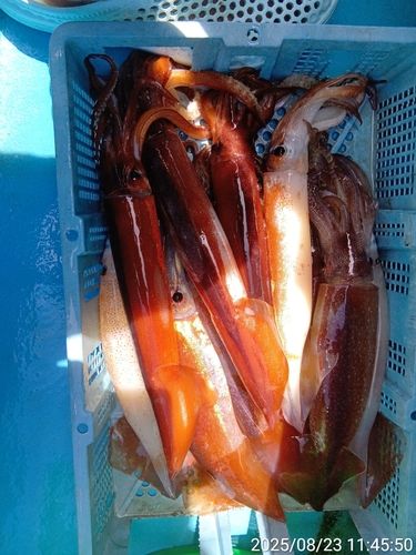 スルメイカの釣果