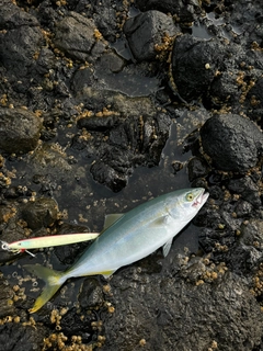 フクラギの釣果