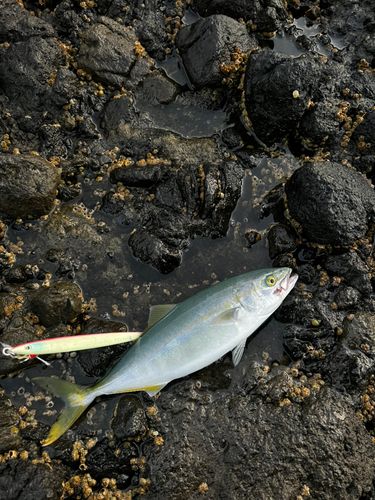 フクラギの釣果