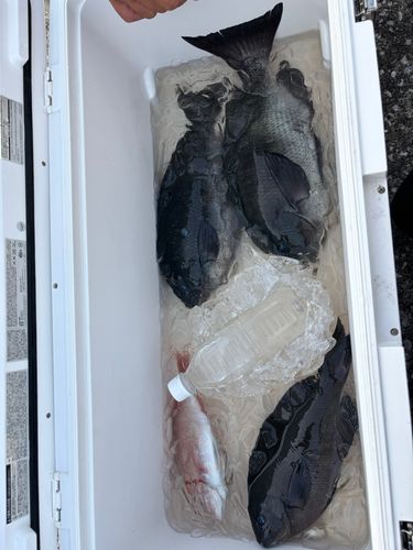 グレの釣果