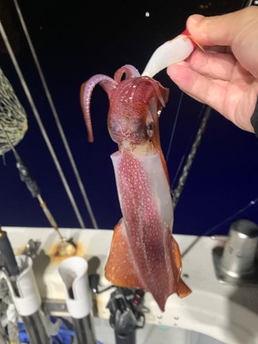 釣果