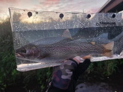 ニジマスの釣果