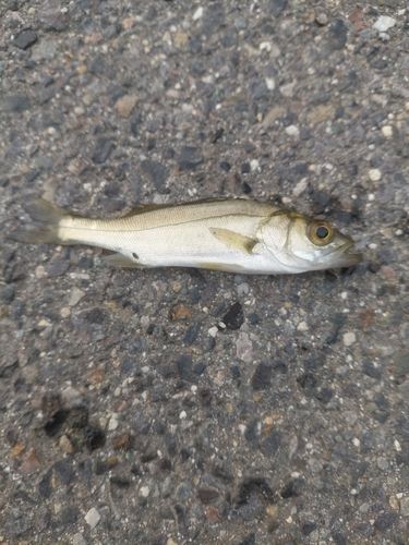 セイゴ（マルスズキ）の釣果