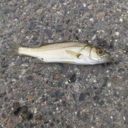 セイゴ（マルスズキ）