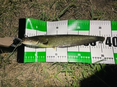 ナマズの釣果