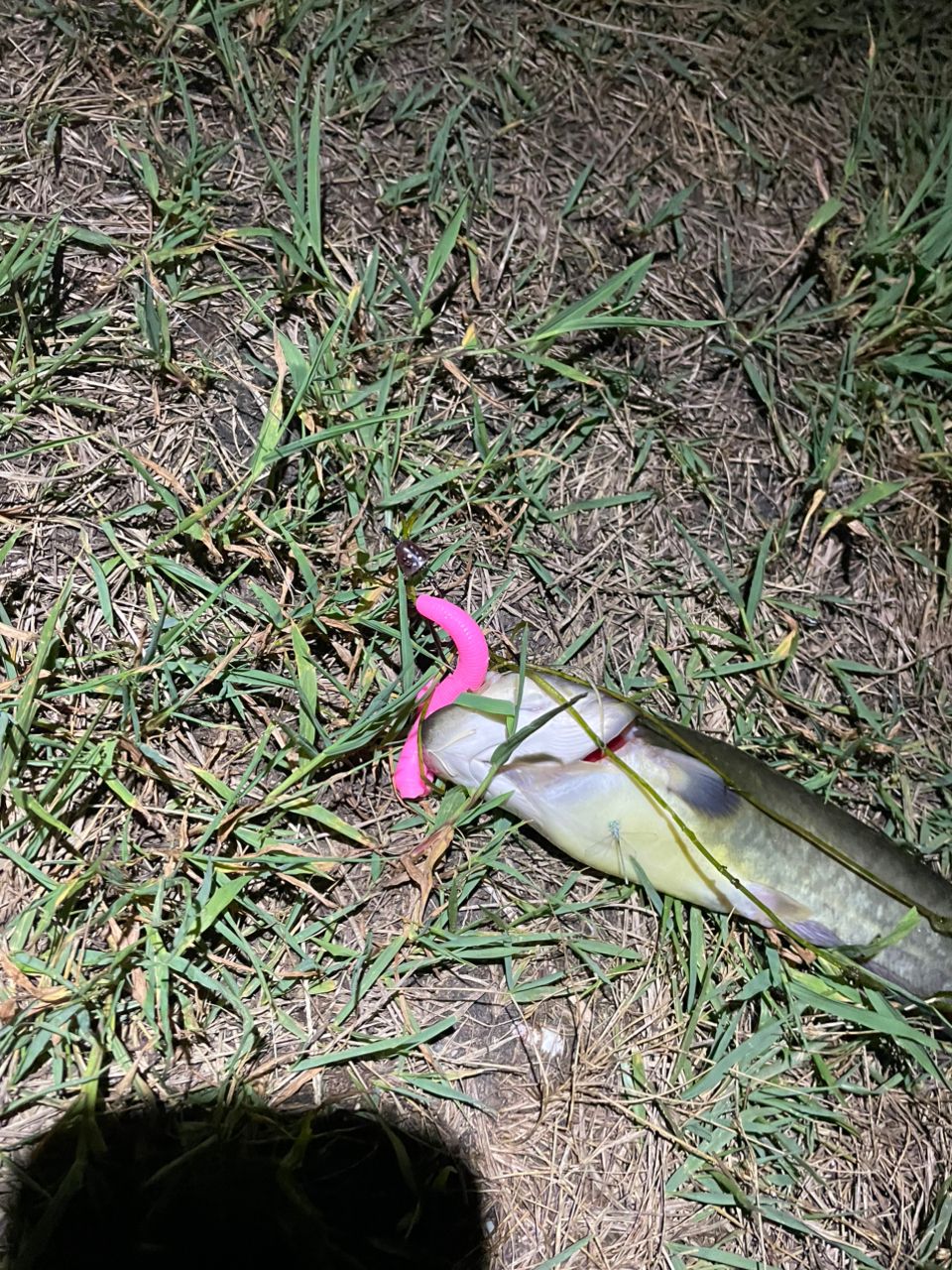 ナマズ