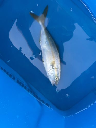 ツバスの釣果