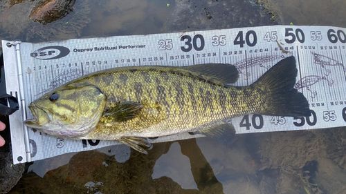 スモールマウスバスの釣果