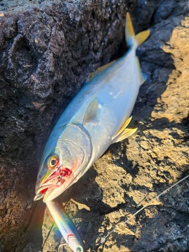 フクラギの釣果